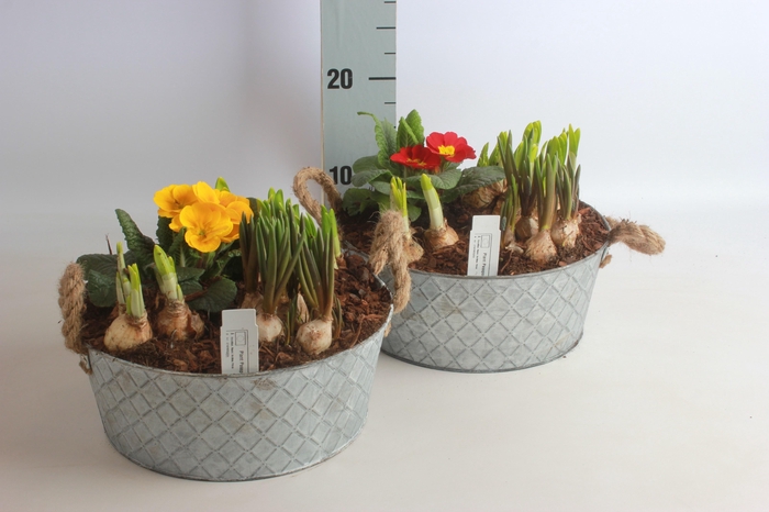 <h4>ARR BOL KNOLGEWAS</h4>