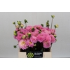 Dahlia Wizard of Oz