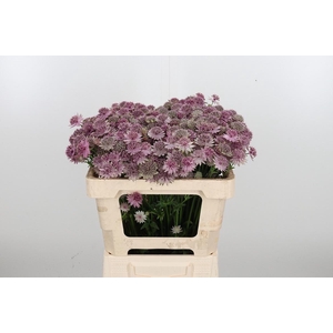 Astrantia Rosa Lee