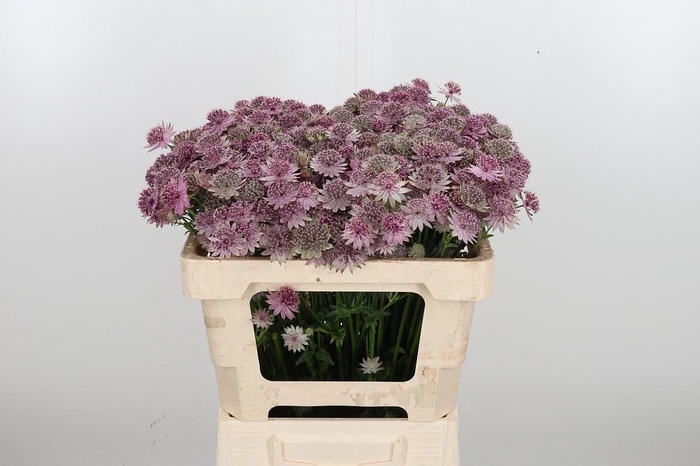 <h4>Astrantia Rosa Lee</h4>