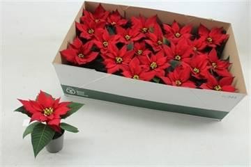 <h4>EUPHOR P MIRAGE RED</h4>