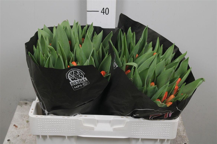 <h4>Tu En Outfit</h4>