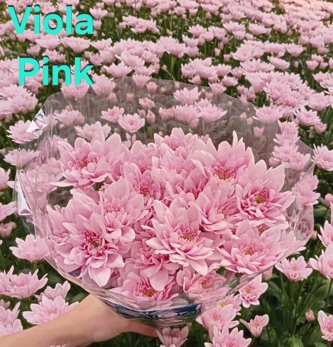 <h4>Chr Viola Pink</h4>