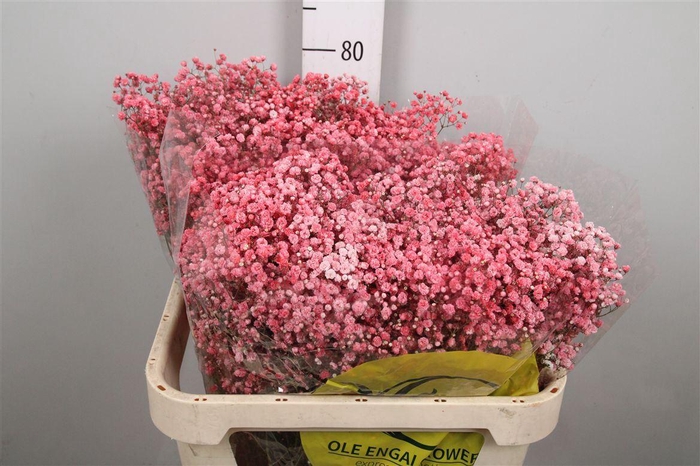 <h4>Gyps Klb H%</h4>