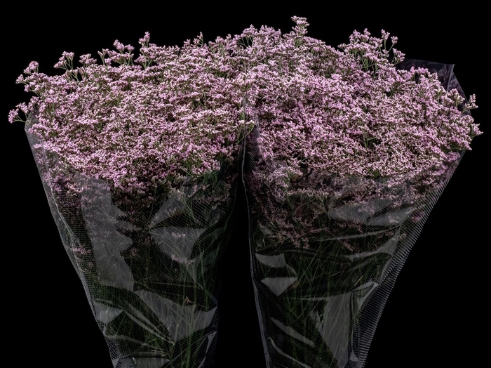 <h4>Limonium Oshi Pink</h4>