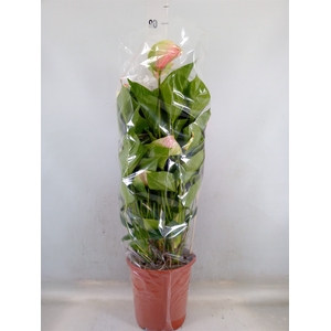 Anthurium andr. 'Fantasy Love'