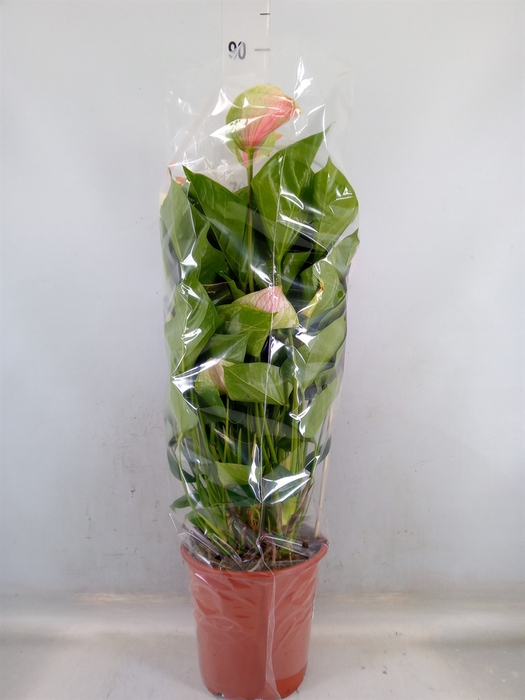 <h4>Anthurium andr. 'Fantasy Love'</h4>