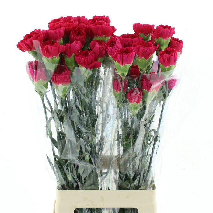 <h4>Di St Col Zeppelin</h4>