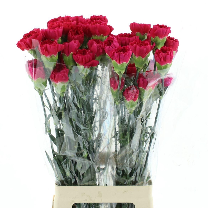 <h4>Di St Col Zeppelin</h4>