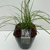 Miscanthus 'Flamingo' P17 (2ltr)
