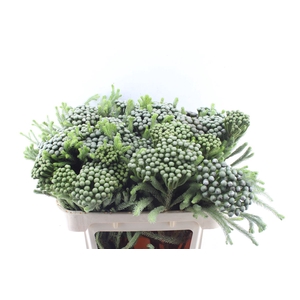 Kaaps Brunia Albiflora Xl X25