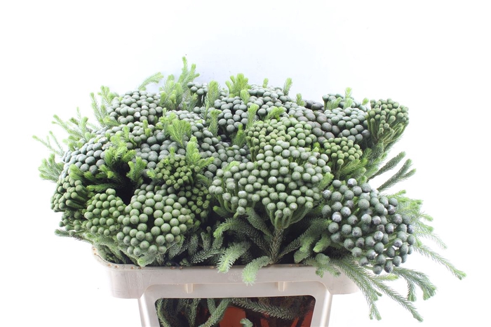 <h4>Kaaps Brunia Albiflora Xl X25</h4>