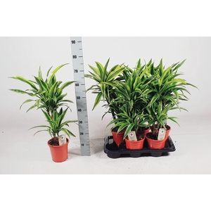 Dracaena Lemon lime 30-10 70cm