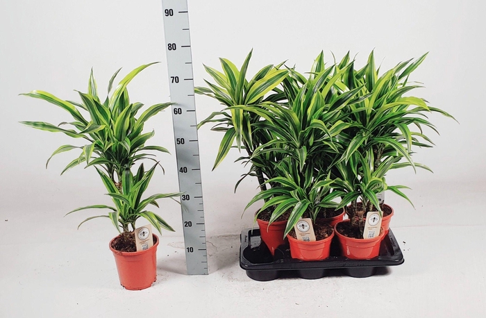 <h4>Dracaena Lemon lime 30-10 70cm</h4>