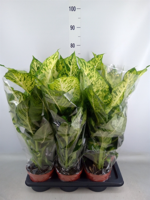 <h4>Dieffenbachia  'Mars'</h4>