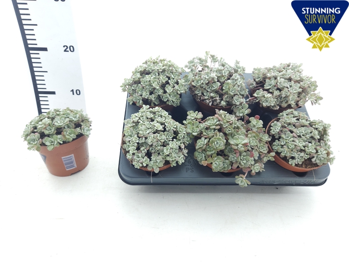 <h4>SEDUM SP PURPUREUM</h4>