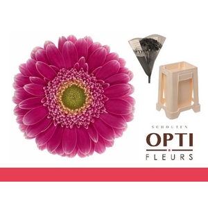 Germini Wonderwall Water