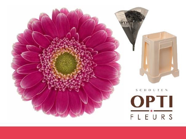 <h4>Germini Wonderwall Water</h4>