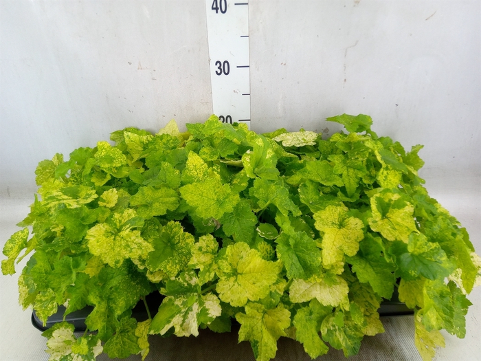 <h4>Tolmiea menziesii   ...variegated</h4>