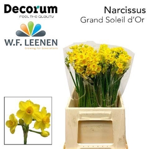Narcissus Grand Soleil D'or 566 Water