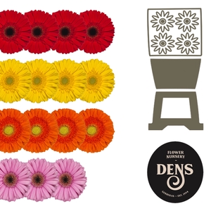 Gerbera Mix 4 Kleuren Diamond