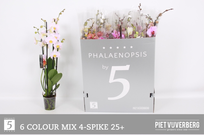 <h4>PHAL GEM 6 KL</h4>