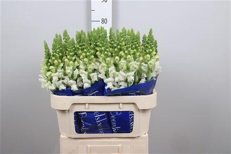 <h4>Antir Antibes White</h4>