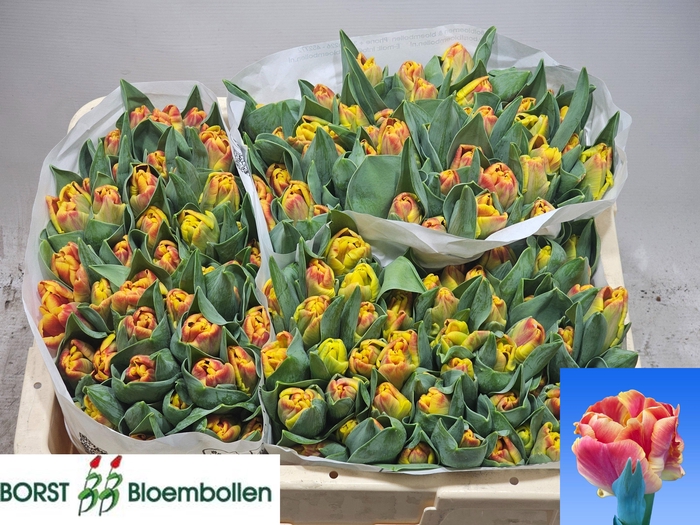 <h4>TU PA UNDERCOVER</h4>