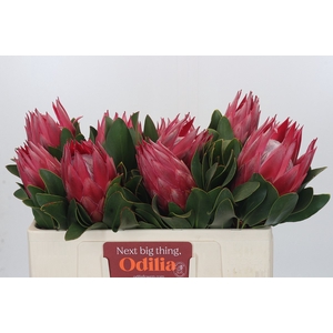 Protea Cynaroides Madiba