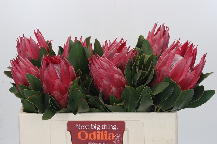 <h4>Protea Cynaroides Madiba</h4>