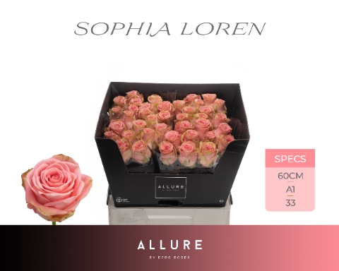 <h4>R GR SOPHIA LOREN ALLURE .</h4>