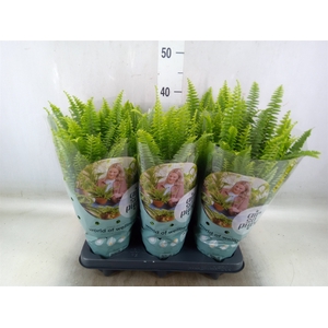 Nephrolepis exal. 'Green Lady'