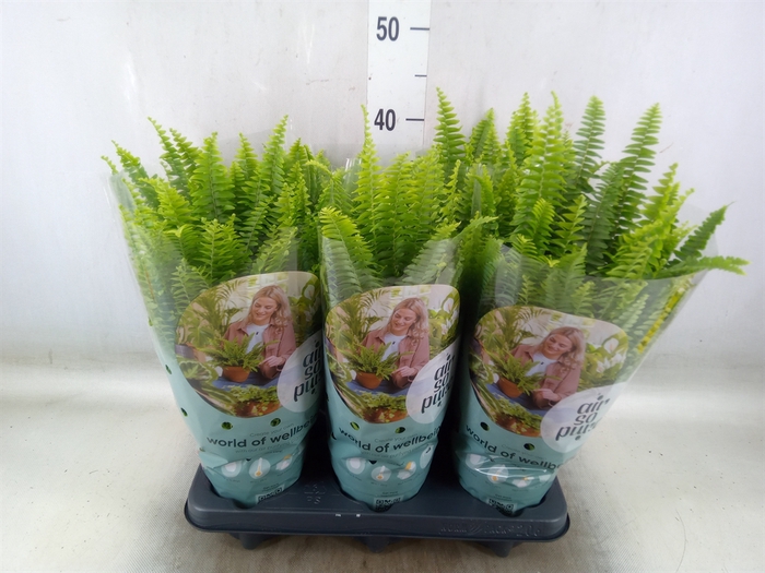<h4>Nephrolepis exal. 'Green Lady'</h4>