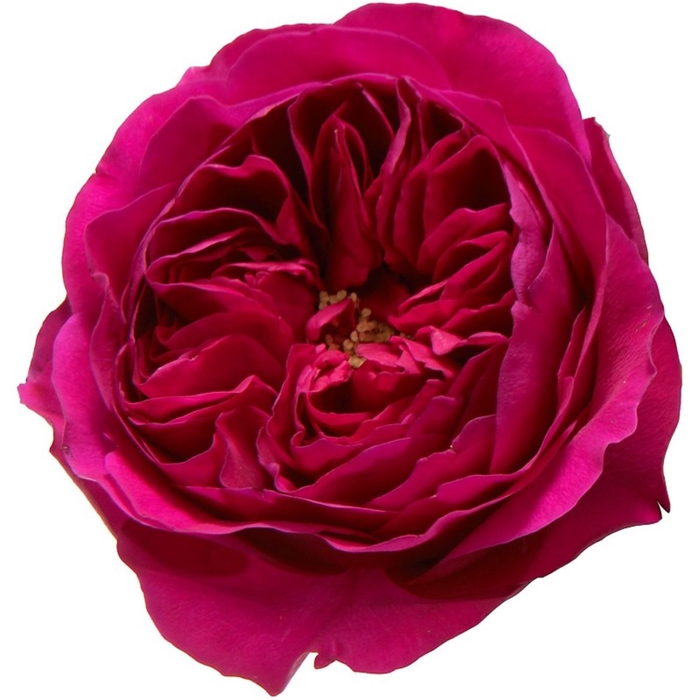 <h4>R Gr David Austin Darcey</h4>