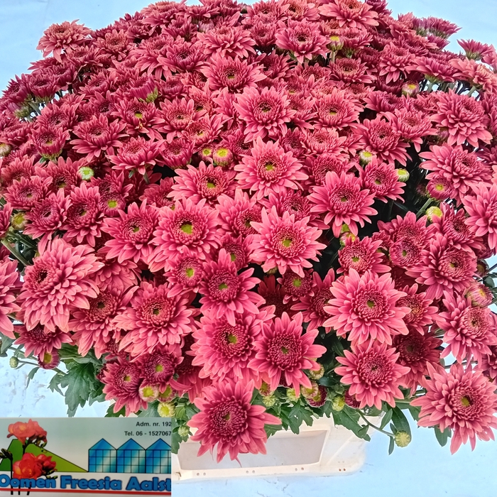 <h4>CHR T BEP SUP ROOD</h4>