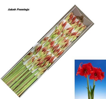 <h4>Hipp Ga Red Tiger</h4>