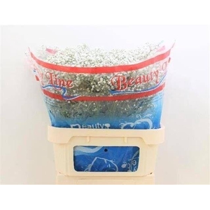 GYPS PA BEAUTY BRIDE