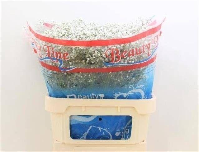 <h4>GYPS PA BEAUTY BRIDE</h4>