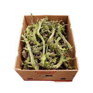 Perenhout Box