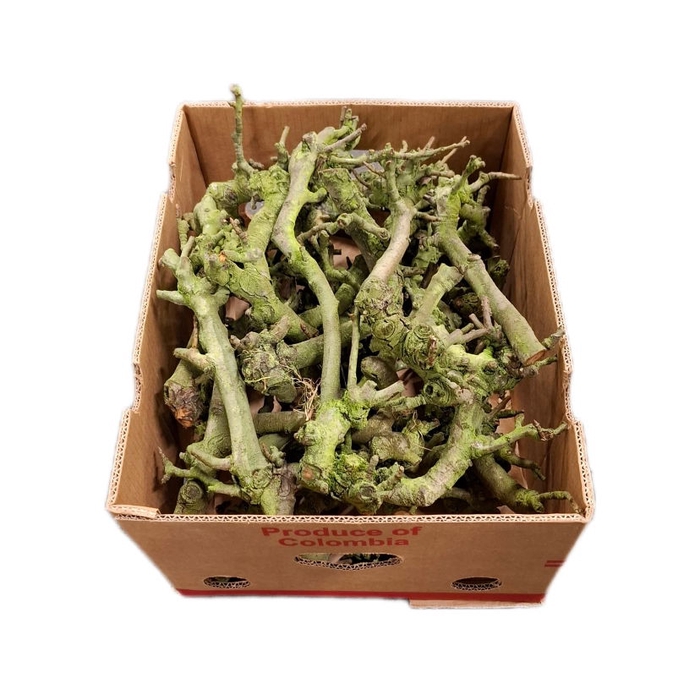 <h4>Perenhout Box</h4>