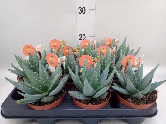 <h4>Aloe peglerae</h4>