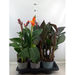 Canna  'Cannova'   ...mix
