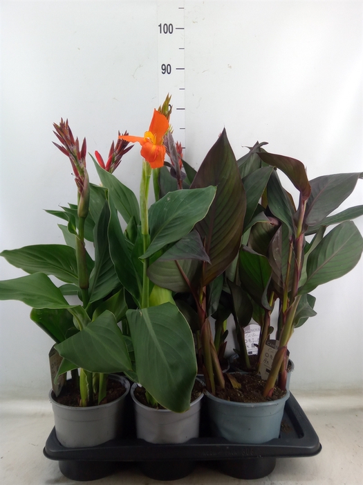 <h4>Canna  'Cannova'   ...mix</h4>