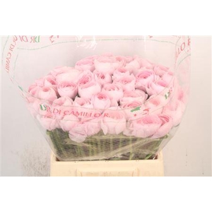 Ran.. Su Lady Hanoi Extra X50