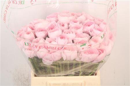 <h4>Ran.. Su Lady Hanoi Extra X50</h4>