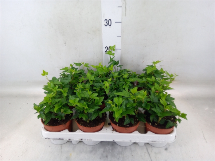 <h4>Hedera helix 'Shamrock'</h4>