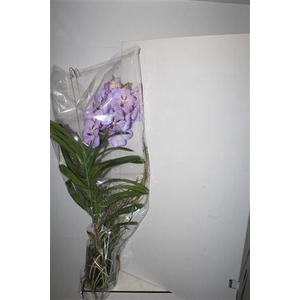 Van Hybriden Gem Xxl