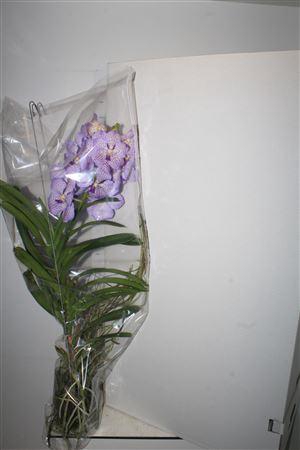 <h4>Van Hybriden Gem Xxl</h4>