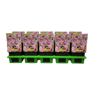 Anemone hupehensis Praecox