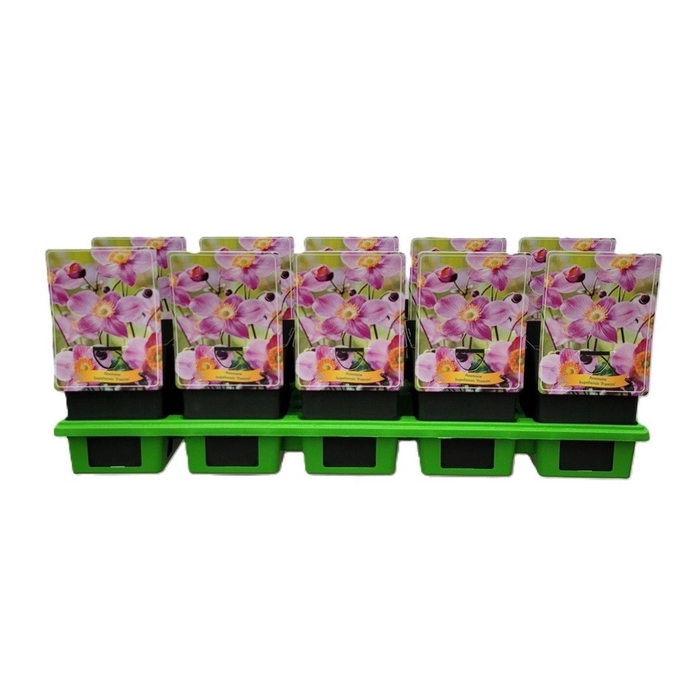 <h4>Anemone hupehensis Praecox</h4>